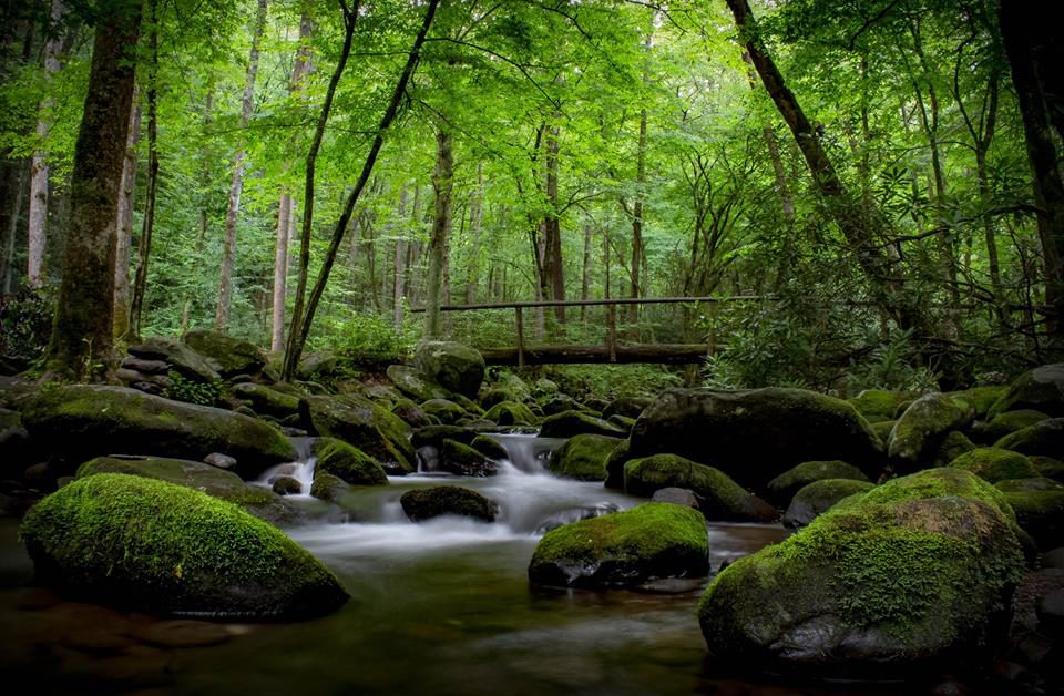 A footbridge over a stream in the Smoky Mountains