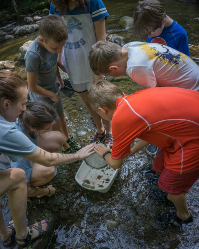 Tremont campers examine stream life found in the Middle Prong