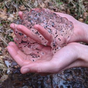 The hands of a community scientist cradle wood frog eggs