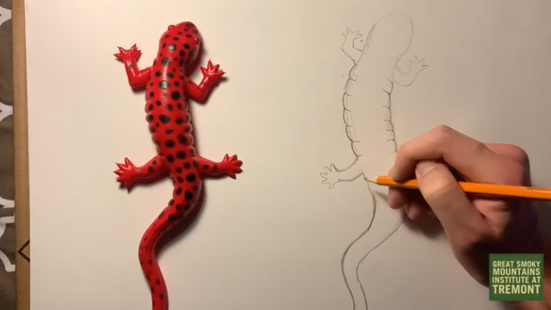 Tremont Teacher Naturalist Luke walks viewers through how to draw a salamander.