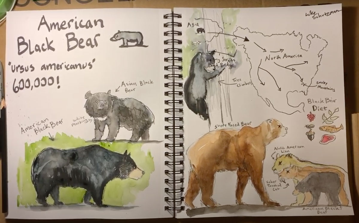 Learn more about the American black bear during this nature journaling video.