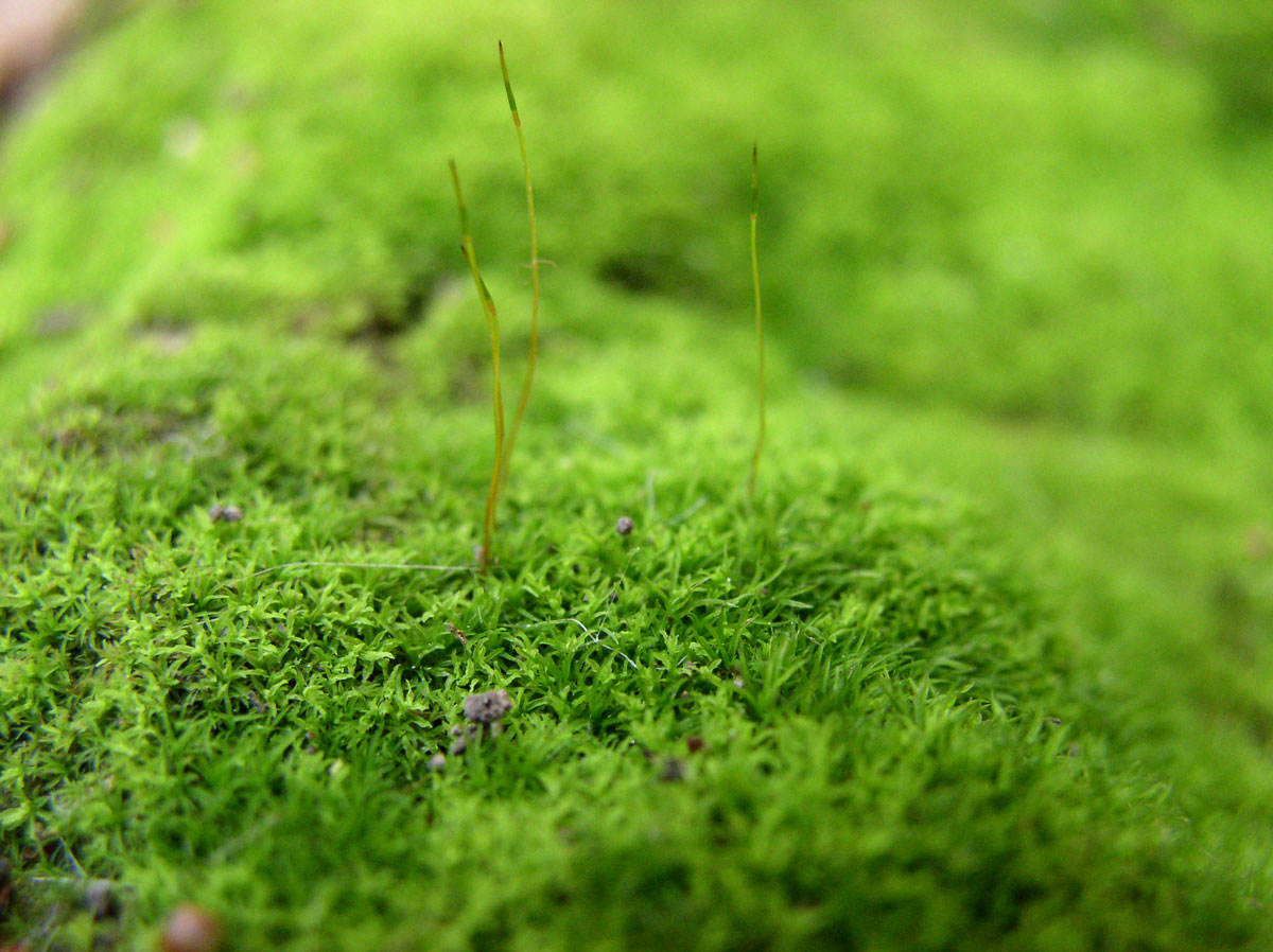 A close-up photo of moss