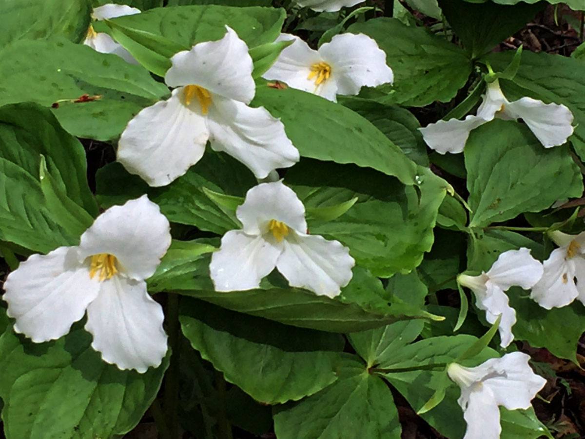 White trillium flowers