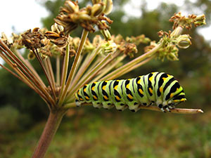 Black Swallowtail Caterpillar by Mary Silver