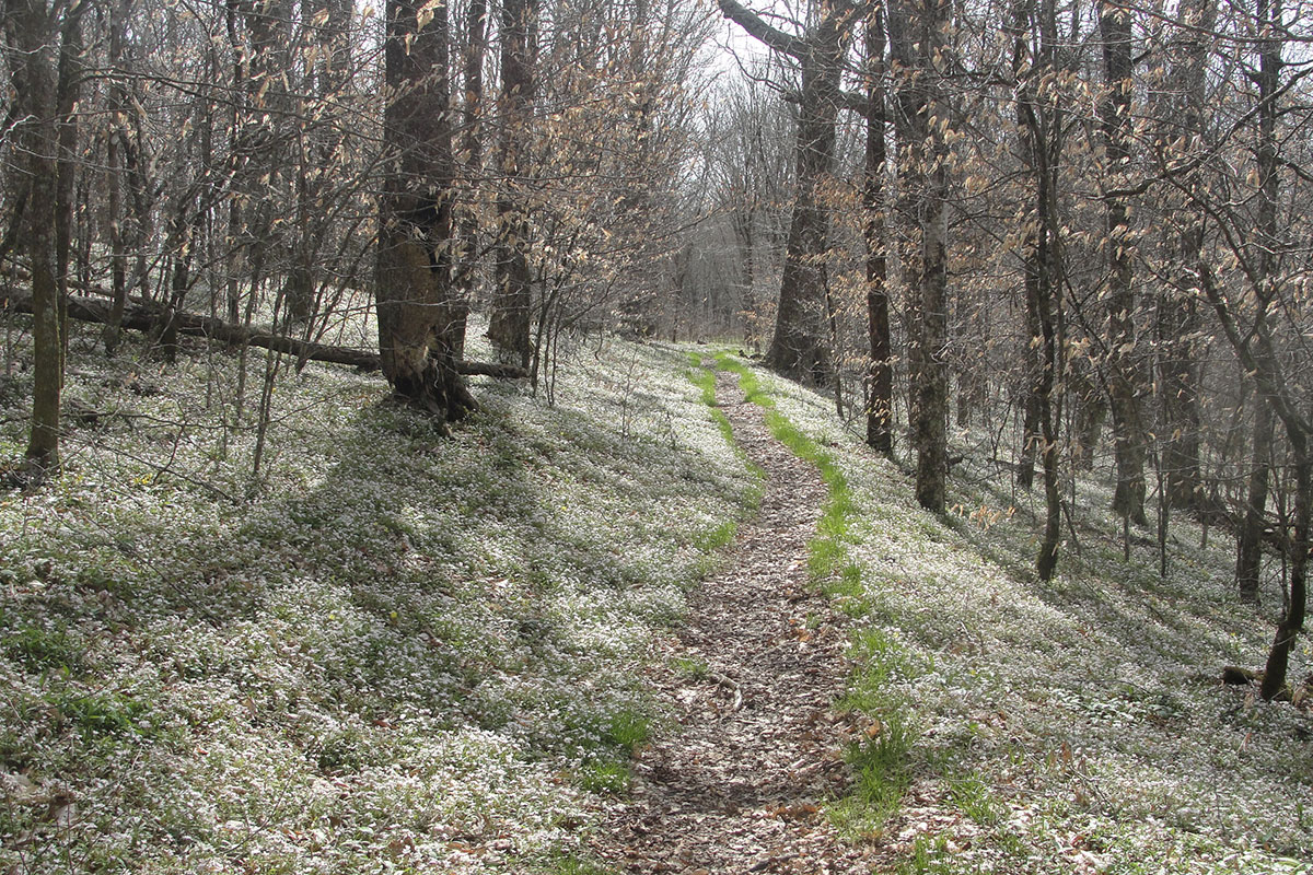 A trail meanders through the woods