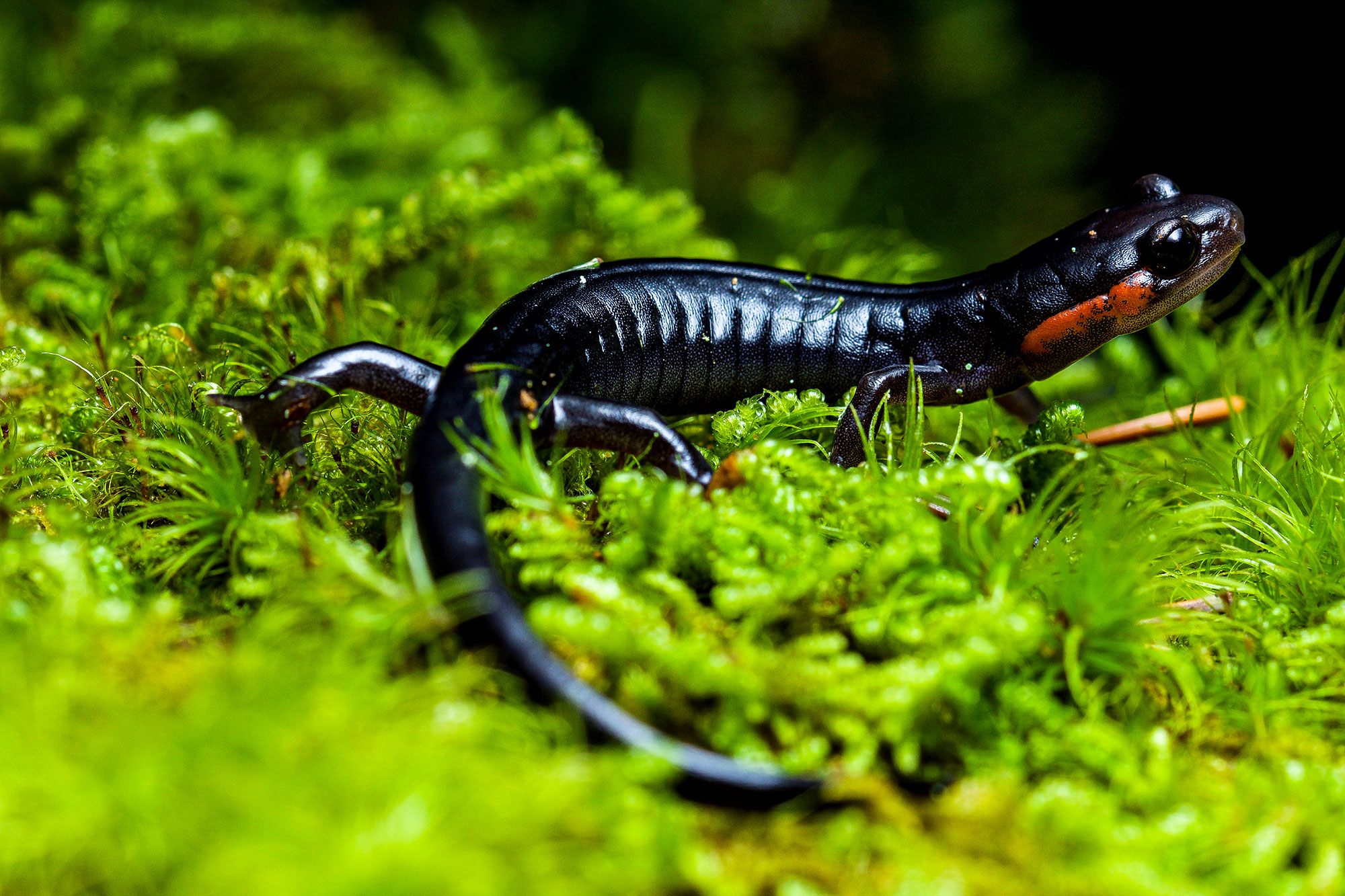 Red-cheeked Salamander. Photo by NANPA High School Scholarship Participant Sam Clay
