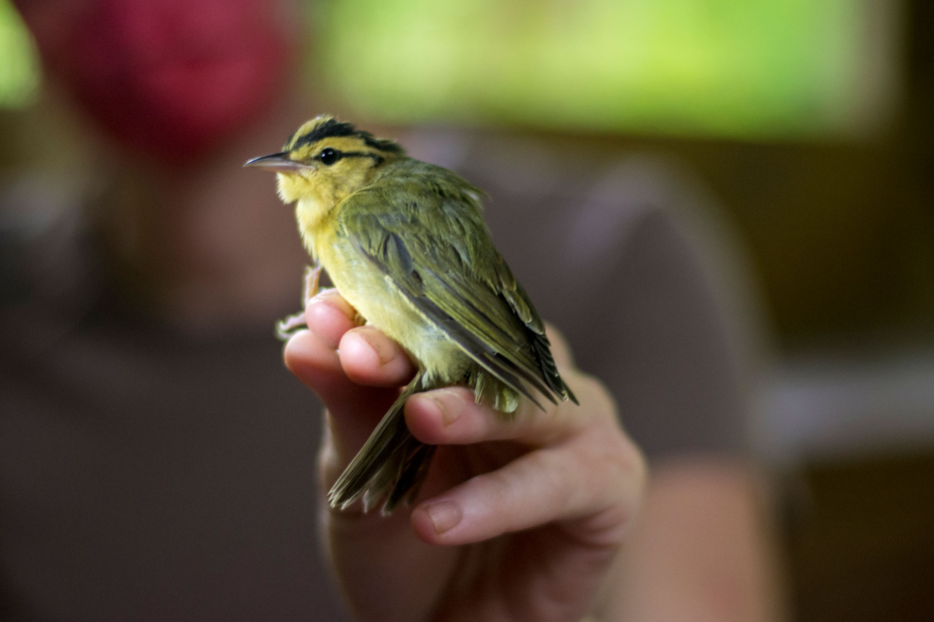 A Worm-eating Warbler in the photographer's grip during community science bird banding at Tremont Institute
