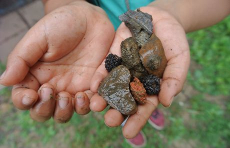Student's hands hold rocks and berries collected in the schoolyard