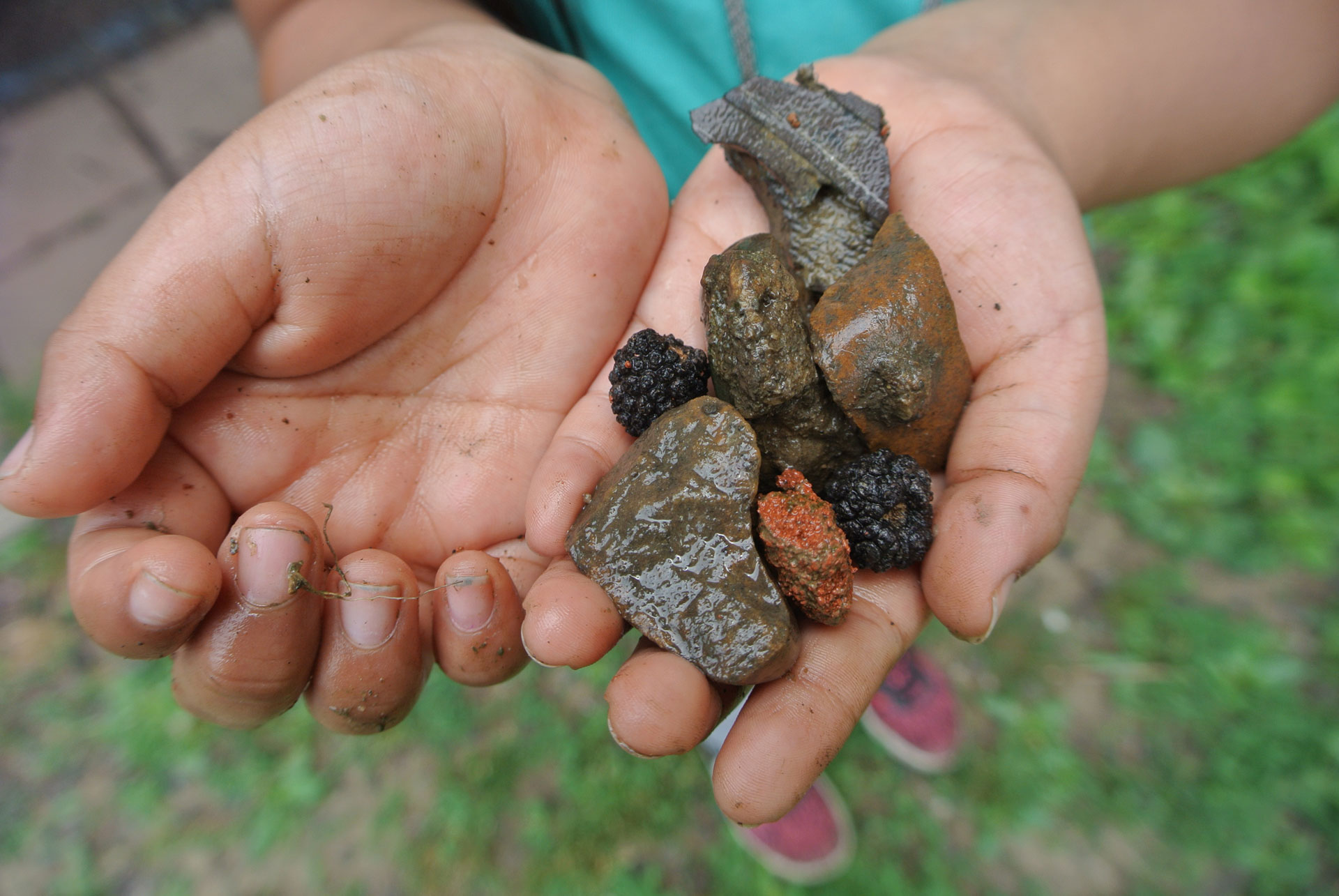 Student's hands hold rocks and berries collected in the schoolyard