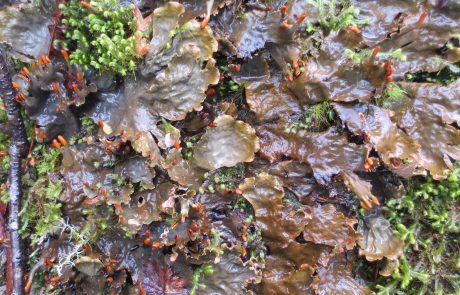 Close-up photograph of lichen