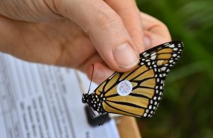 A human hand gently holds a monarch with a circular tag on its wing