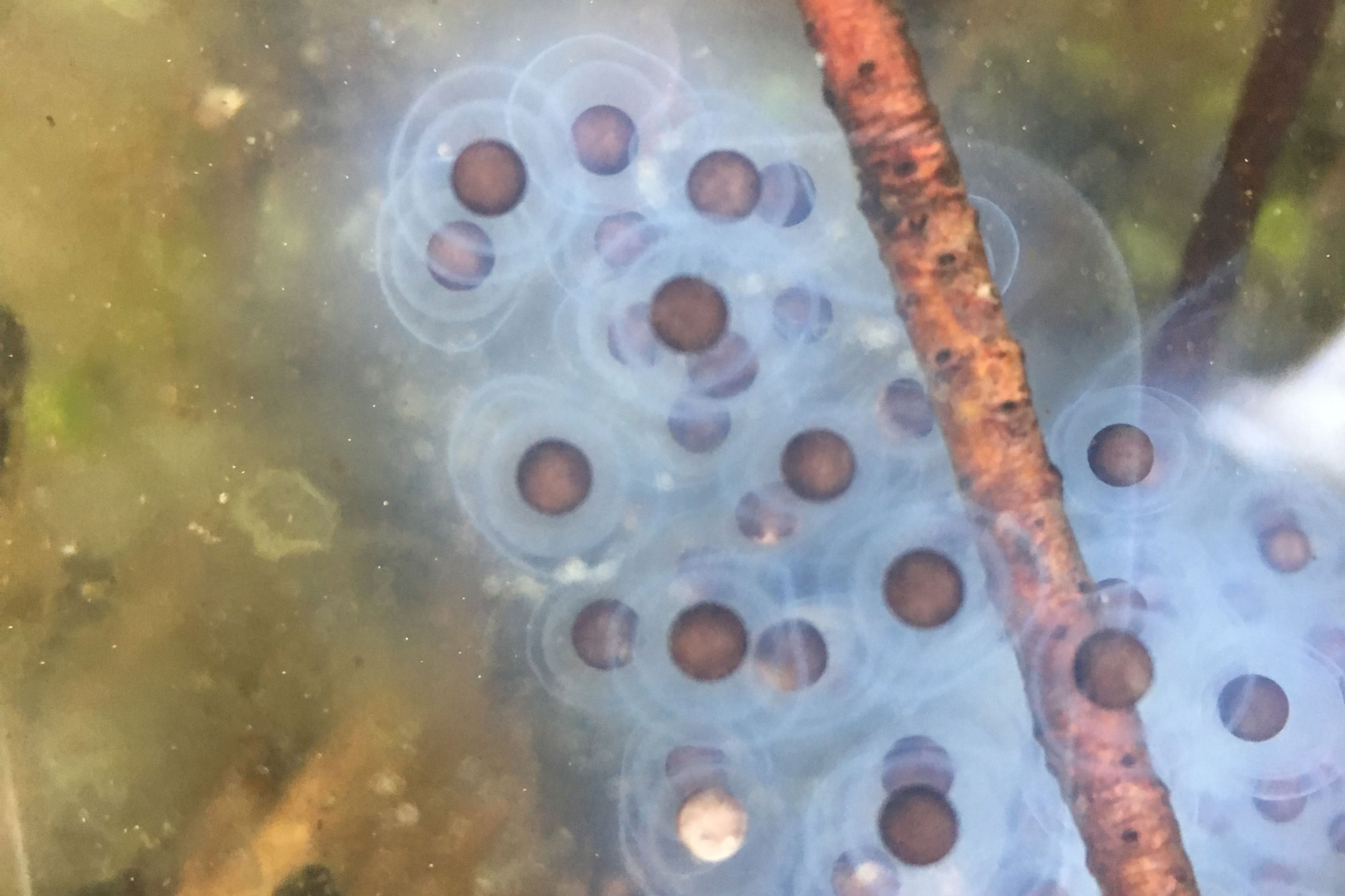 Early stage spotted salamander eggs