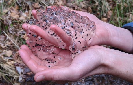 A community scientist holds wood frog eggs