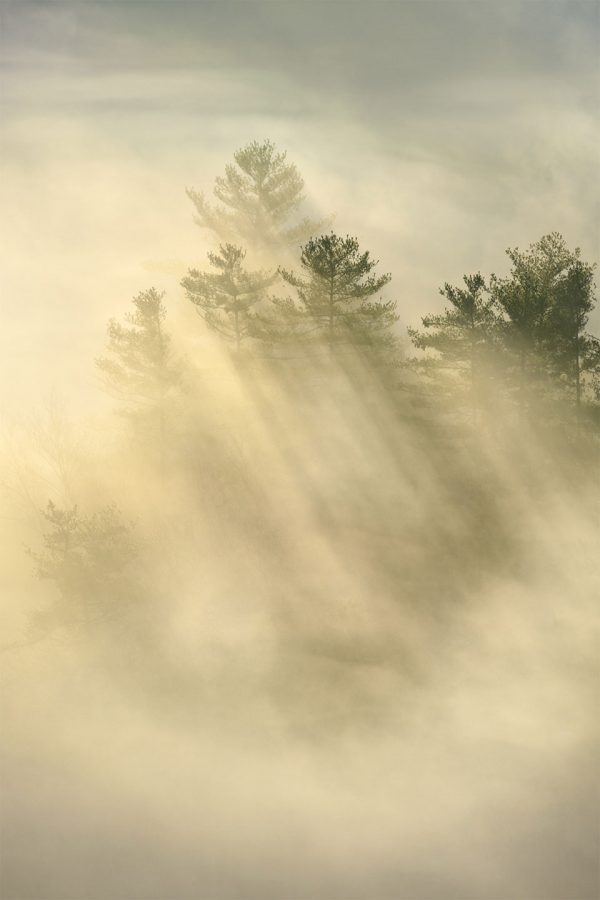 Trees and rays of sunlight photographed along the Foothills Parkway