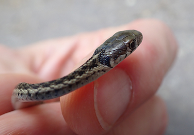 Close up of baby garter snake's face