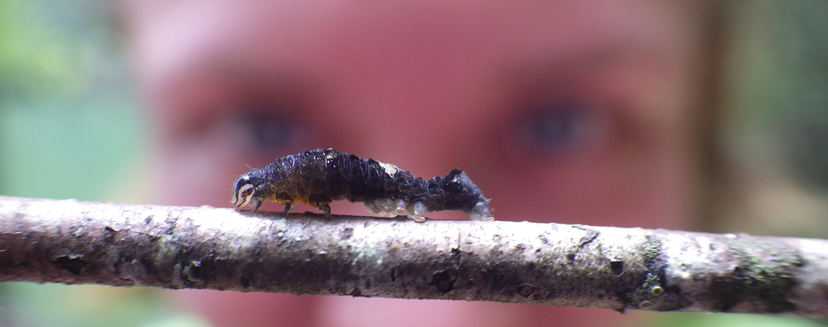 A person stares closely at an insect on a stick during the Backcountry Ecological Expedition.
