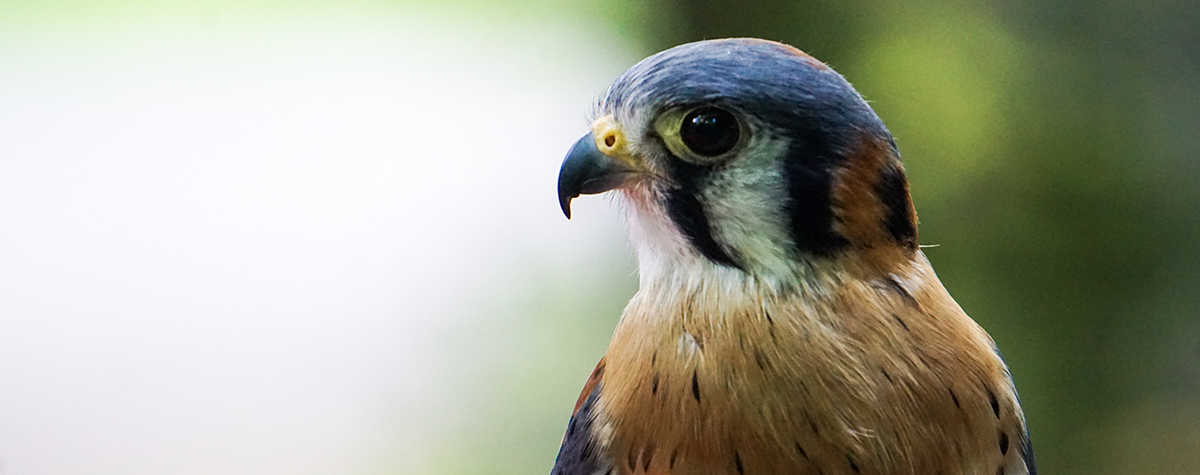 Close up portrait of a falcon