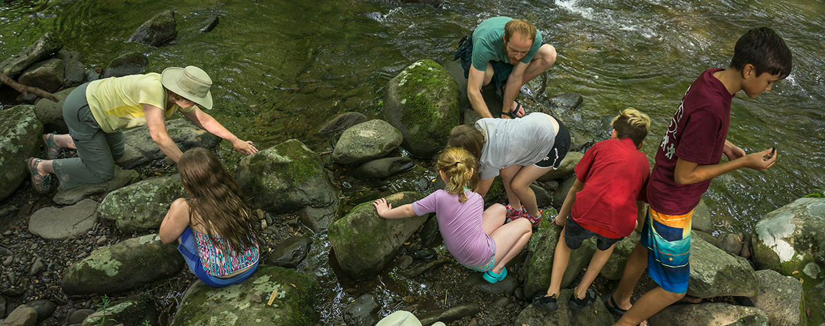 A group of parents and children explore a stream during Tremont's Smoky Mountain Family Camp