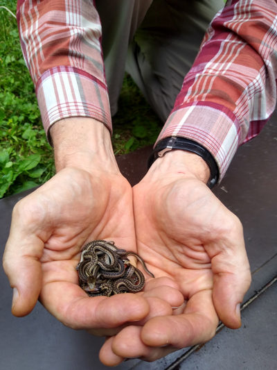 Close up photo of man's hands holding many tiny baby garter snakes.