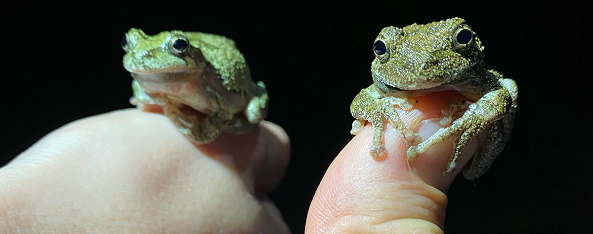 Two tiny frogs sitting on someone's hand and fingertip