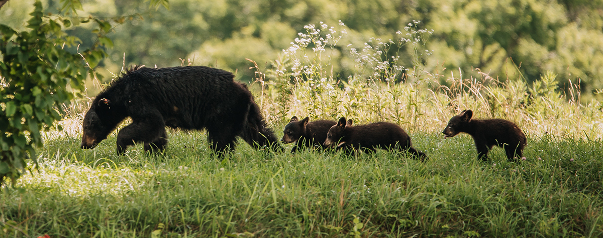 A mother black bear with three young cubs in the Smoky Mountains.