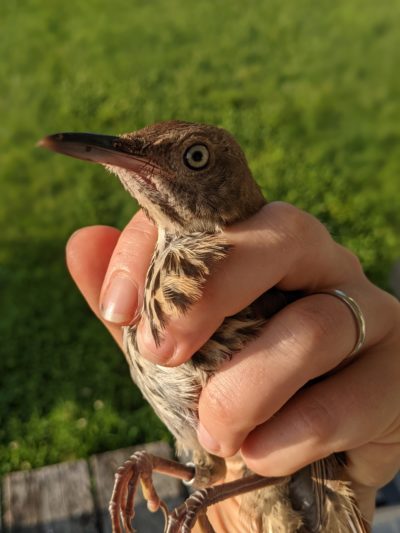 A hand holding a brown thrasher at a Tremont bird banding community science event.