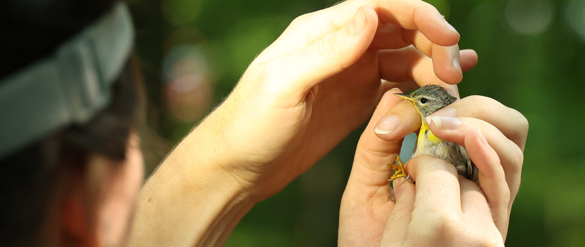 Hands holding a small yellow bird at a Tremont bird banding community science event in Great Smoky Mountains National Park