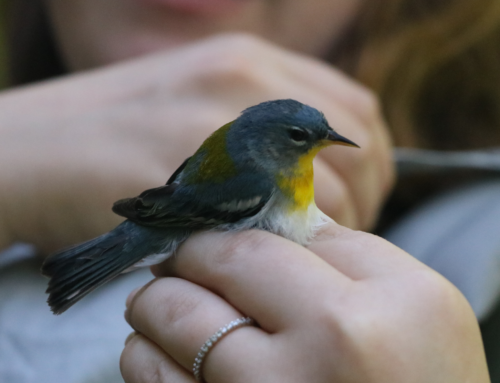 Monitoring the Birds of Walker Valley