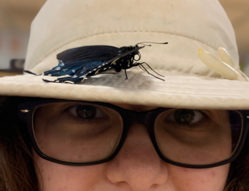 Lessons from a Butterfly