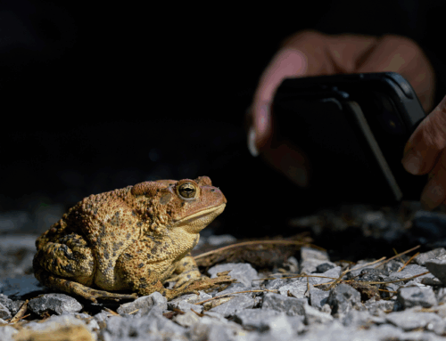 A Look Back at a Record-Breaking Virtual Naturalist Week 2025