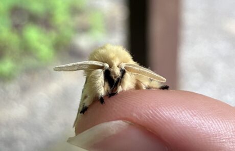 508600172_1115779413914509_7165585439496361831_n