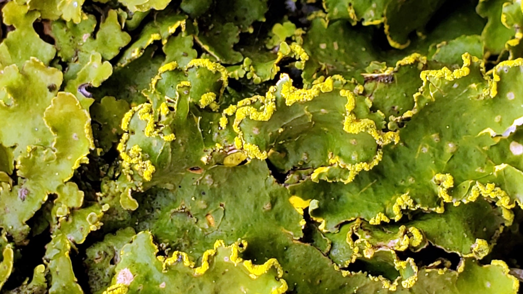 Lichen – Liz Dulac 1